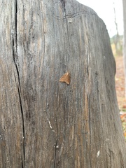 Achyra rantalis
