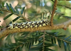 Panthea acronyctoides