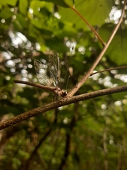 Ululodes macleayanus