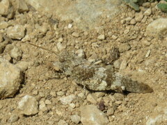 Oedipoda caerulescens