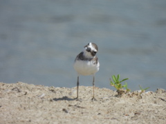 Charadrius wilsonia