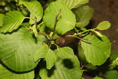 Alnus glutinosa