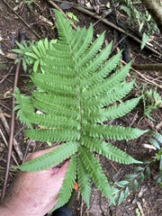 Christella parasitica