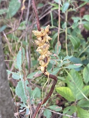 Cuscuta compacta
