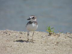Charadrius wilsonia