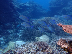 Caranx melampygus