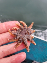 Pycnopodia helianthoides