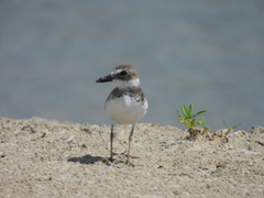 Charadrius wilsonia