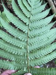 Christella parasitica