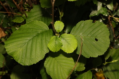 Alnus glutinosa