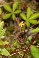 Hypericum canadense