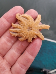 Pycnopodia helianthoides