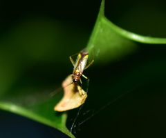 Campyloneura virgula