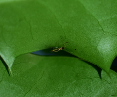 Campyloneura virgula