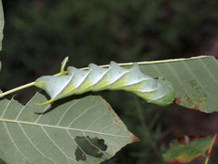 Manduca rustica