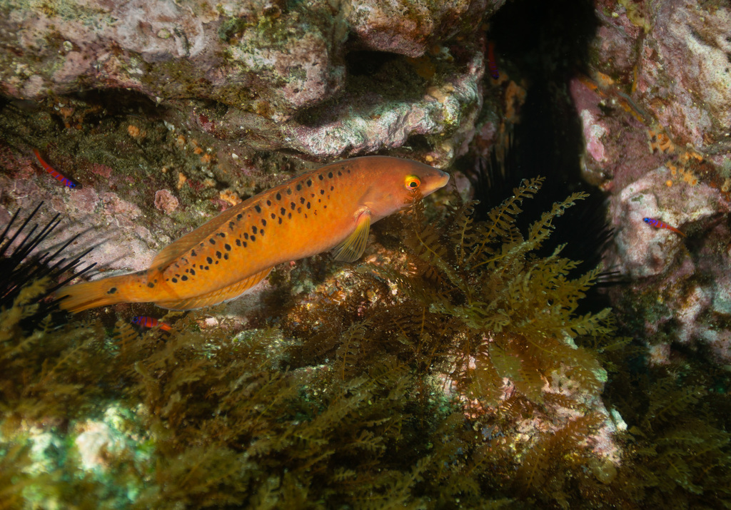Rock Wrasse