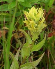 Castilleja unalaschcensis