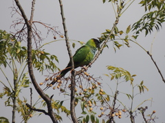 Aratinga nenday