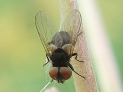 Phasia barbifrons