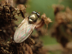 Calliopum