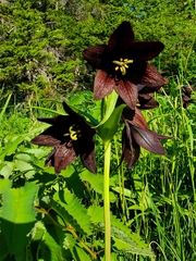 Fritillaria camschatcensis