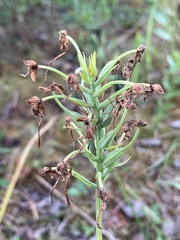 Platanthera blephariglottis