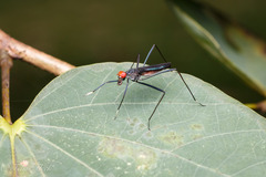 Micropezidae