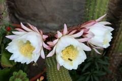 Echinopsis