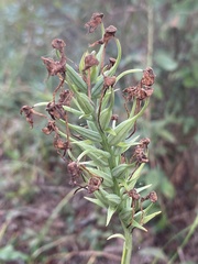 Platanthera blephariglottis