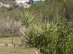 Yucca schidigera