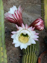 Echinopsis