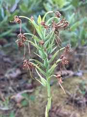 Platanthera blephariglottis