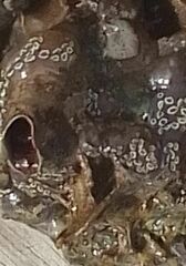 Distaplia
