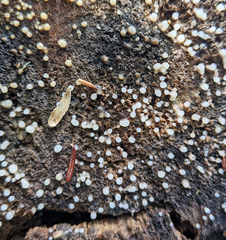 Helicogloea compressa