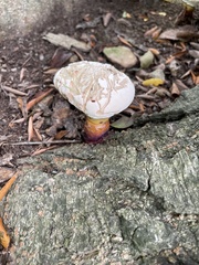 Ganoderma curtisii