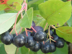 Aronia mitschurinii