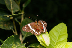 Anartia fatima