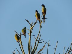 Aratinga nenday