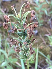 Platanthera blephariglottis