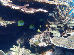 Chaetodon unimaculatus