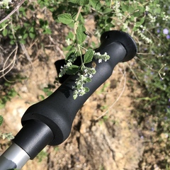 Aloysia