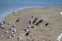 Sternula antillarum browni