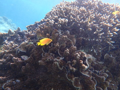 Pomacentrus moluccensis