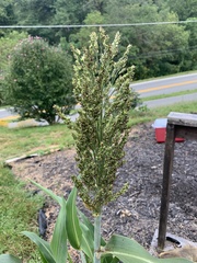 Sorghum bicolor