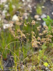 Scirpus