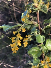Ribes punctatum