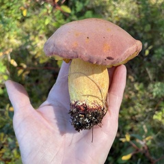 Boletus subvelutipes