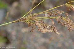 Scirpus