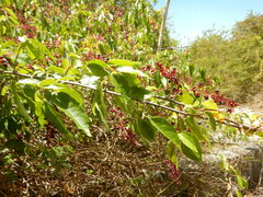 Trichostigma octandrum