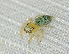 Thyene imperialis